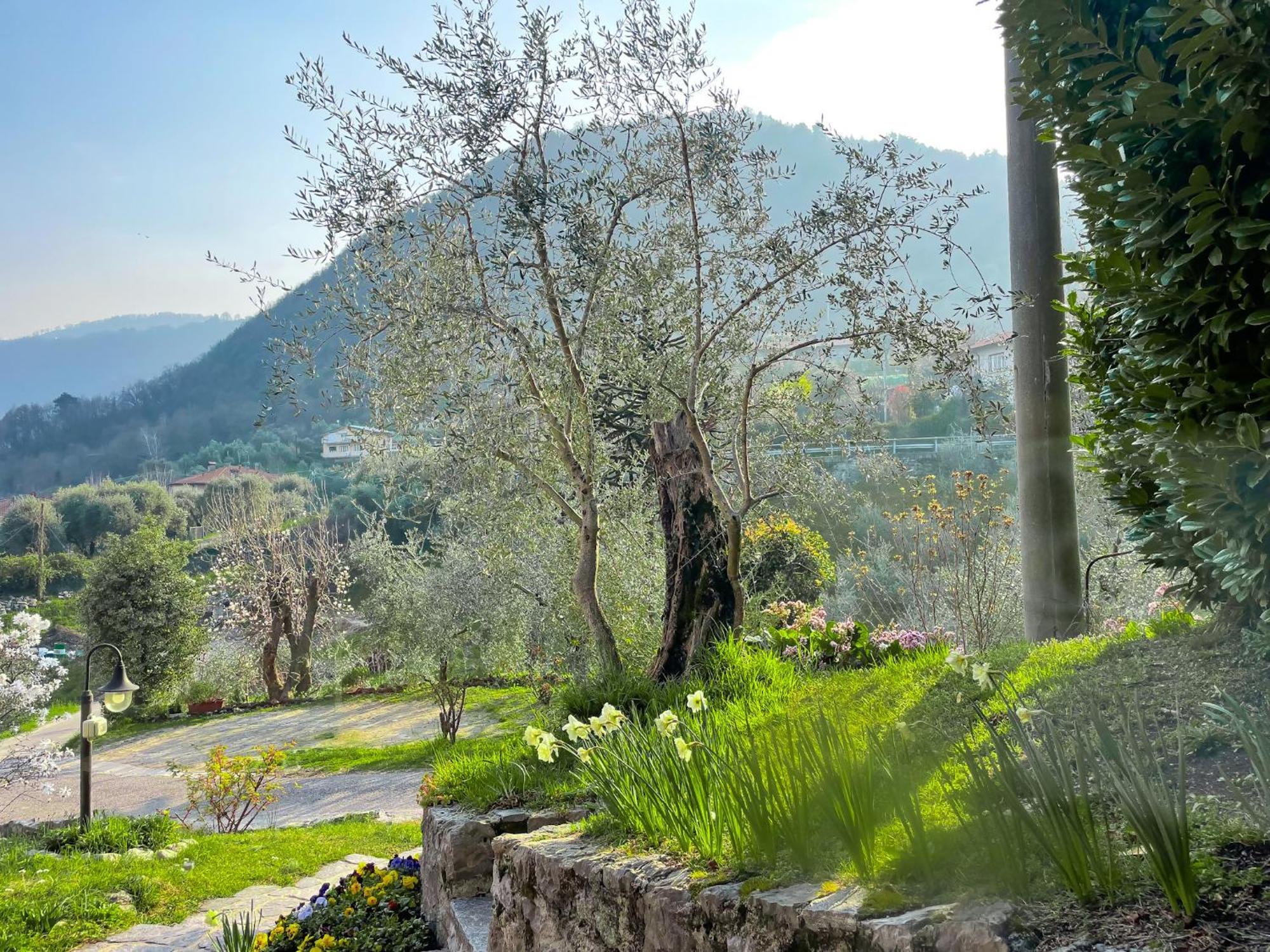 Breva Loft Tra Gli Ulivi Ed Il Lago Bellagio Kültér fotó